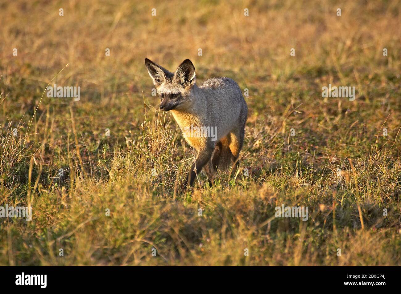 BAT EARED FOX otocyon megalotis IN MASAI MARA Stock Photo - Alamy