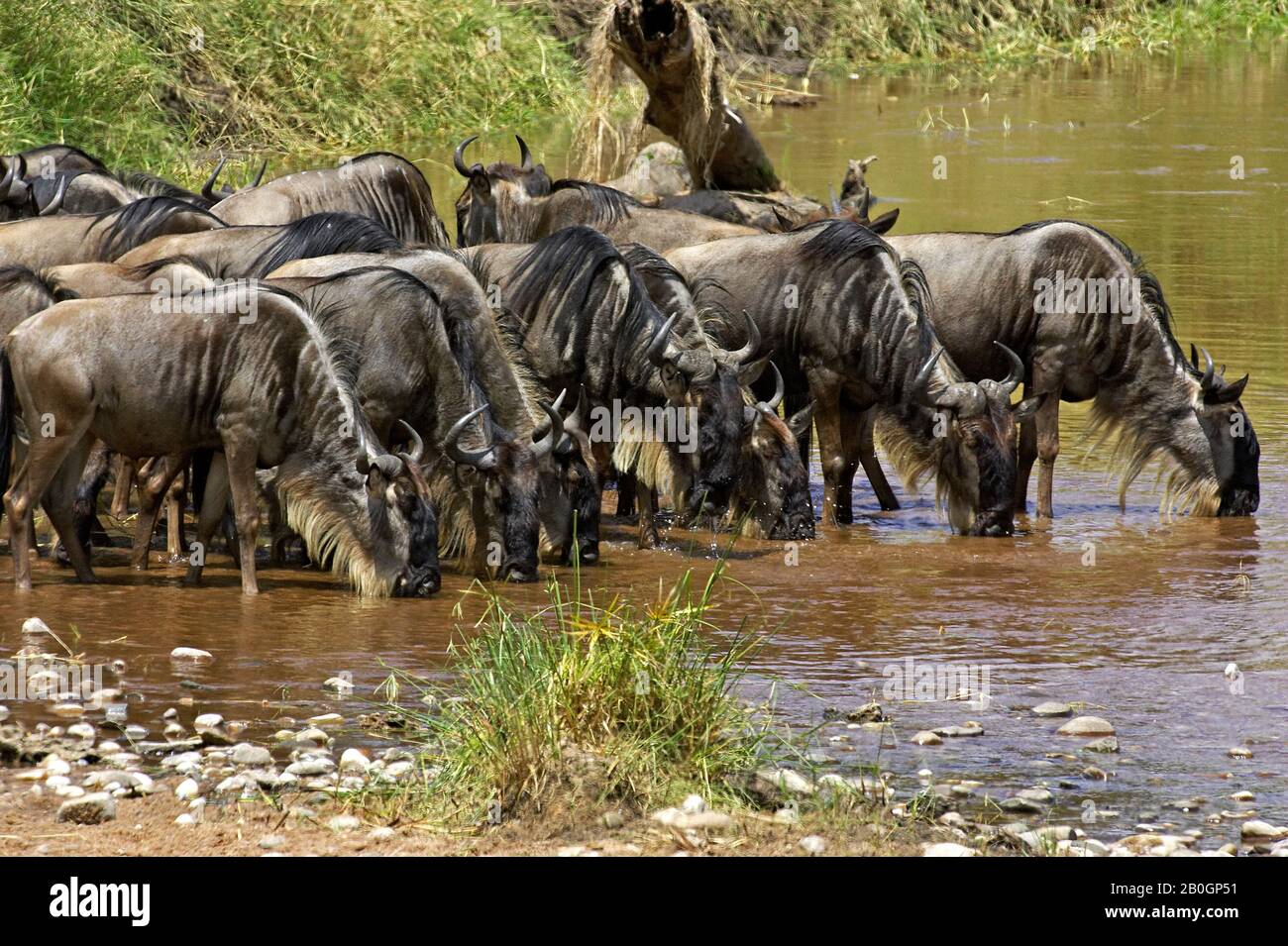 Blue Wildebeest, connochaetes taurinus, Group drinking at Mara River, Masai Mara Park in Kenya Stock Photo