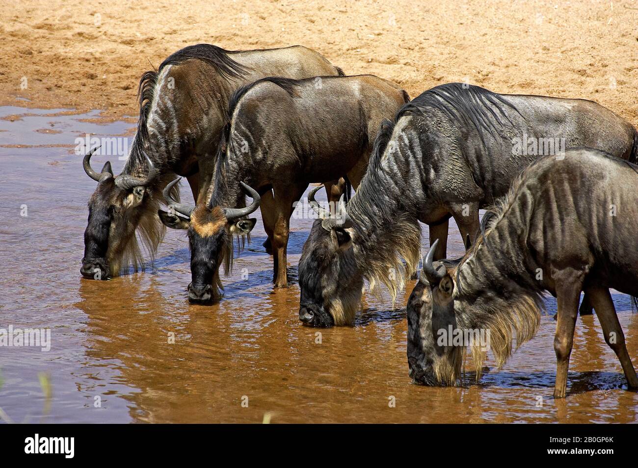 Blue Wildebeest, connochaetes taurinus, Herd drinking at Mara River, Masai Mara Park in Kenya Stock Photo