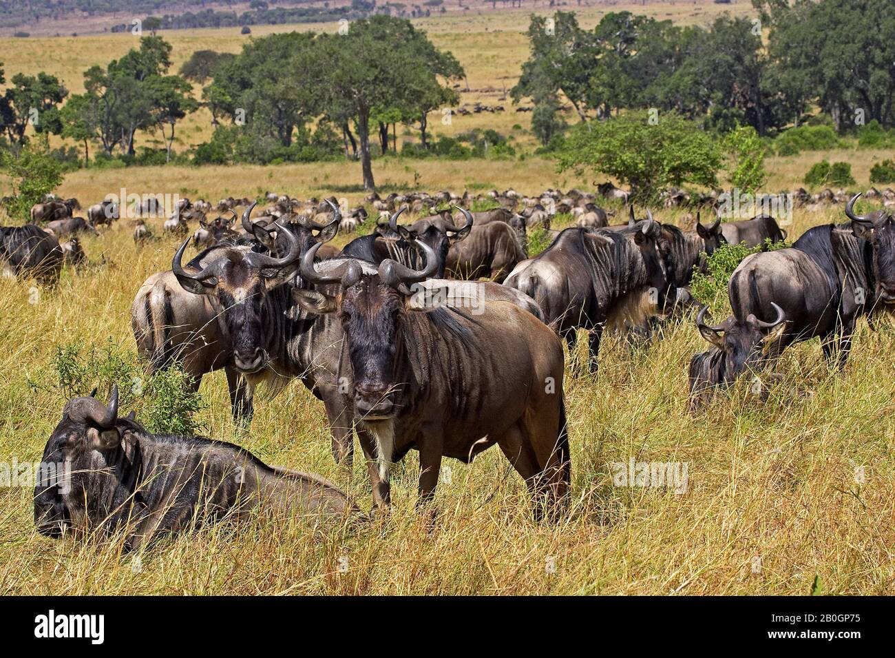 Blue Wildebeest, connochaetes taurinus, Herd  during Migration, Masai Mara Park in Kenya Stock Photo