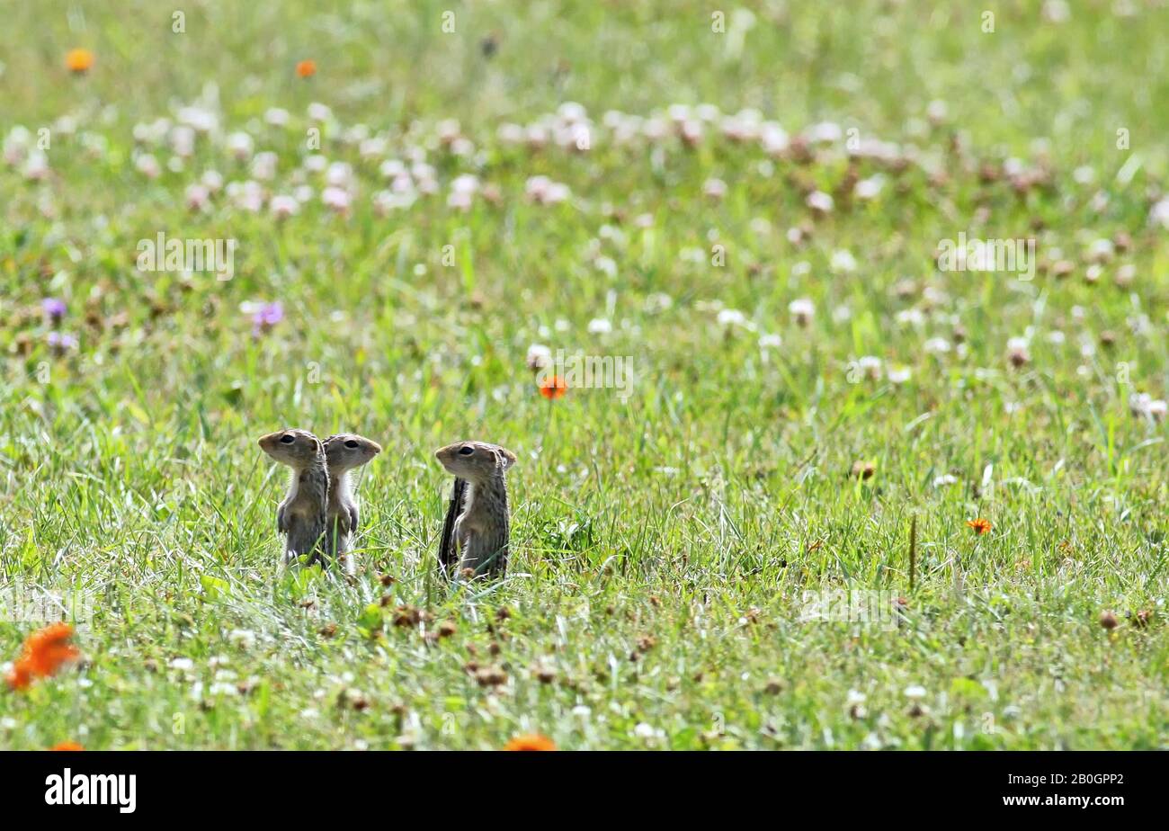 Four American ground squirrels, standing alert, (Ictidomys tridecemlineatus) looking in different directions. Thirteen lined, striped gopher, Stock Photo