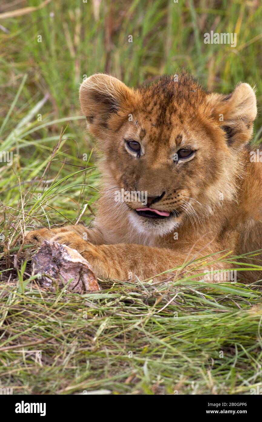 African Lion, panthera leo, Cub, Masai Mara Park in Kenya Stock Photo ...