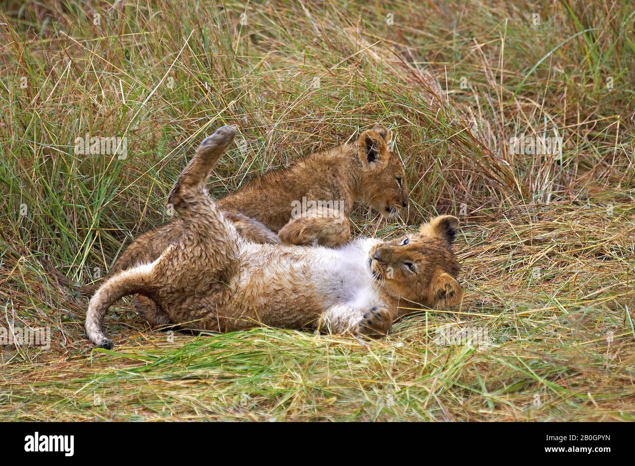 AFRICAN LION panthera leo IN MASAI MARA NP IN KENYA Stock Photo - Alamy