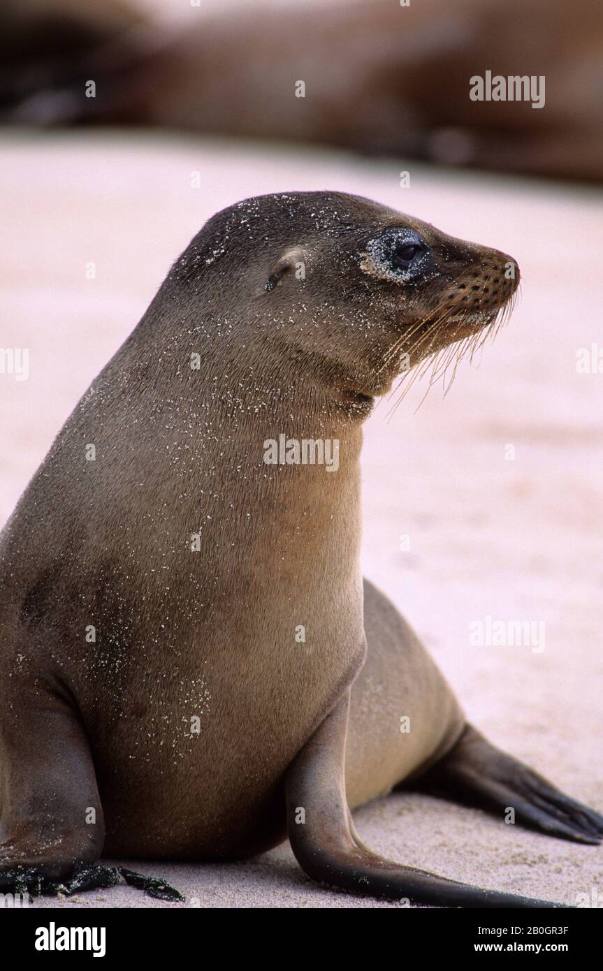 Ecuador galápagos islands hi-res stock photography and images - Alamy