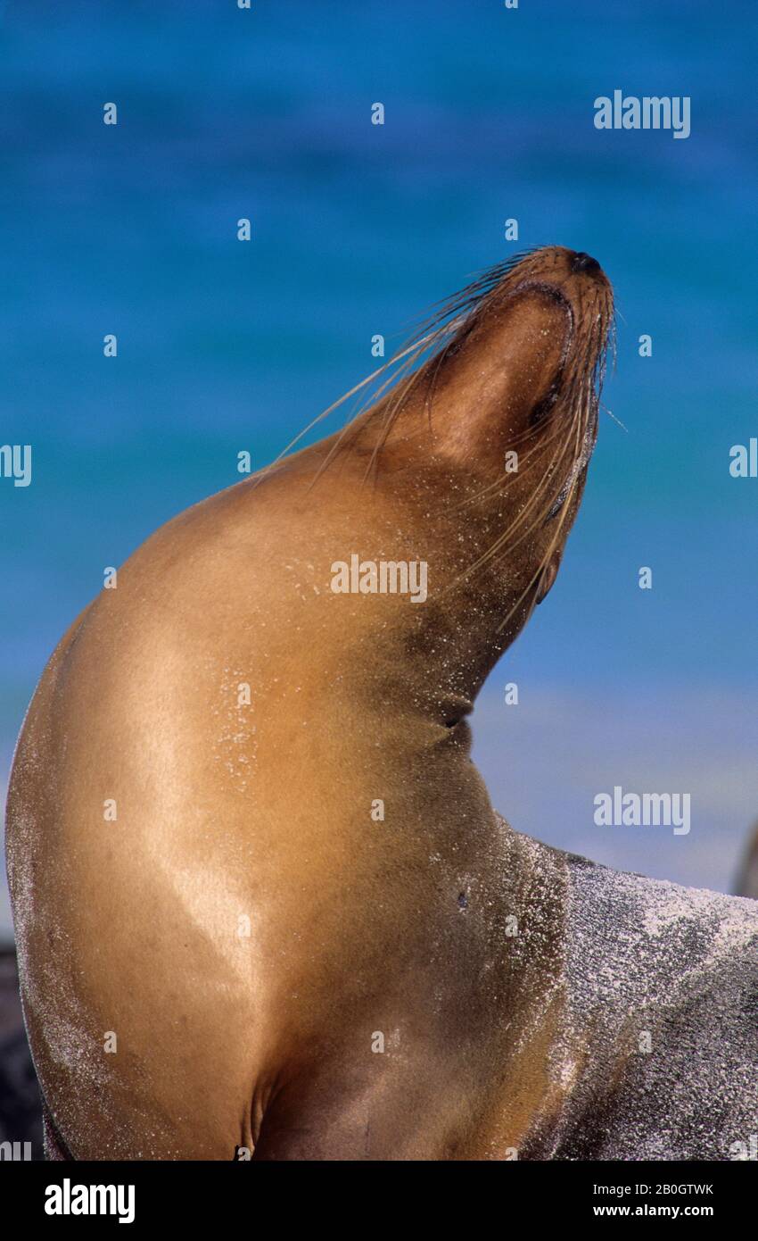 ECUADOR, GALAPAGOS ISLANDS, HOOD ISLAND (ESPANOLA ISLAND), GARDNER BAY
