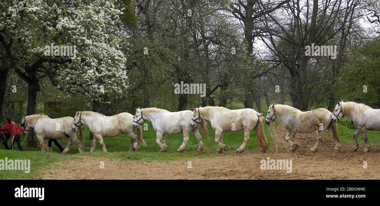 Stunning Caring For Draft Horses Training image