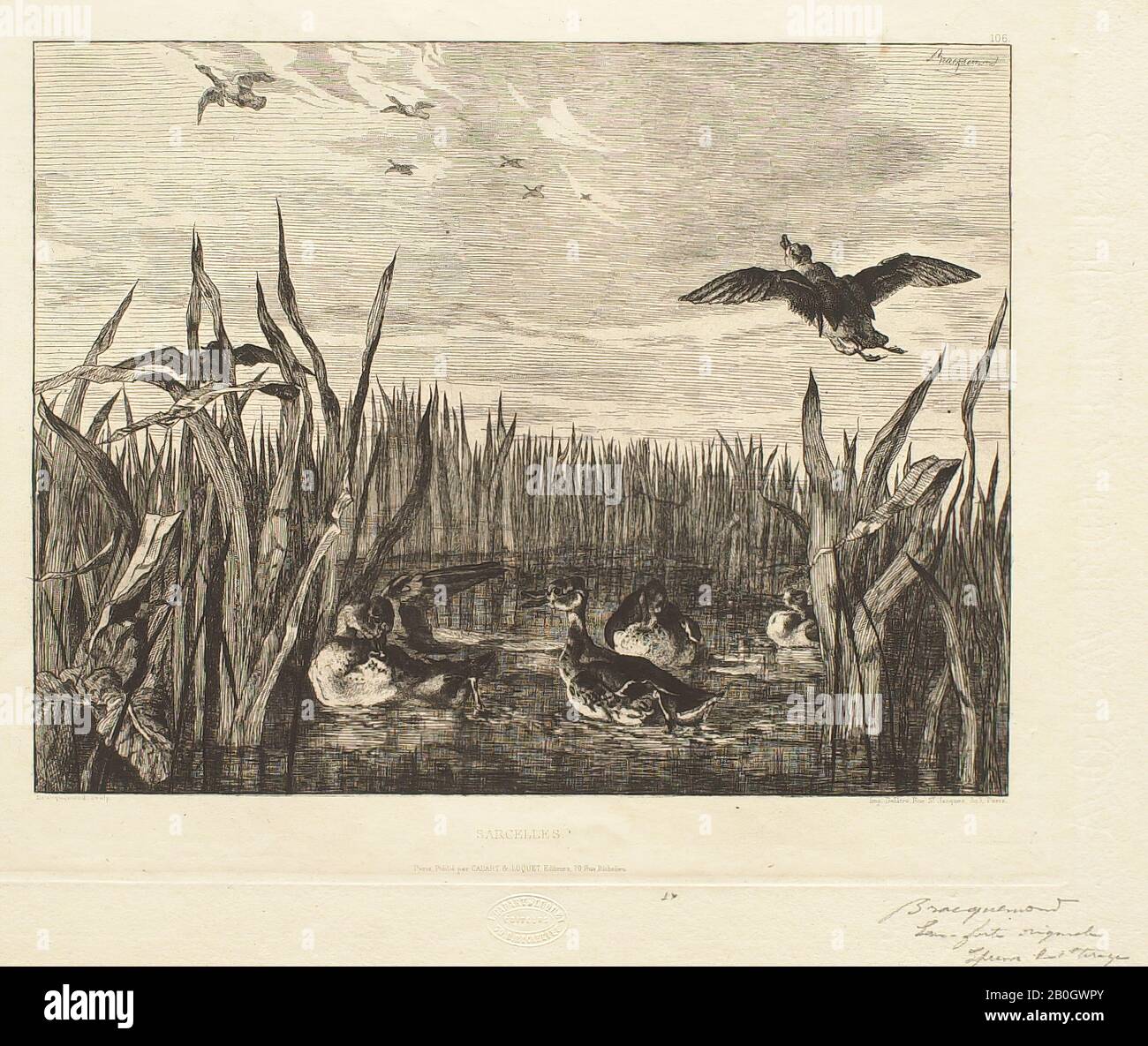 Félix Bracquemond, French, 1833–1914, Teal Ducks, 1853, Etching on ivory wove paper, Overall: 8 13/16 x 11 3/8 in. (22.4 x 28.9 cm Stock Photo