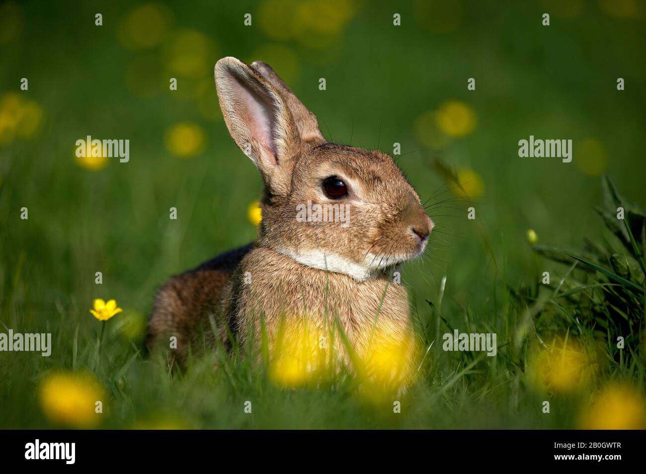 European Rabbit, oryctolagus cuniculus, standing in Yellow Flowers ...