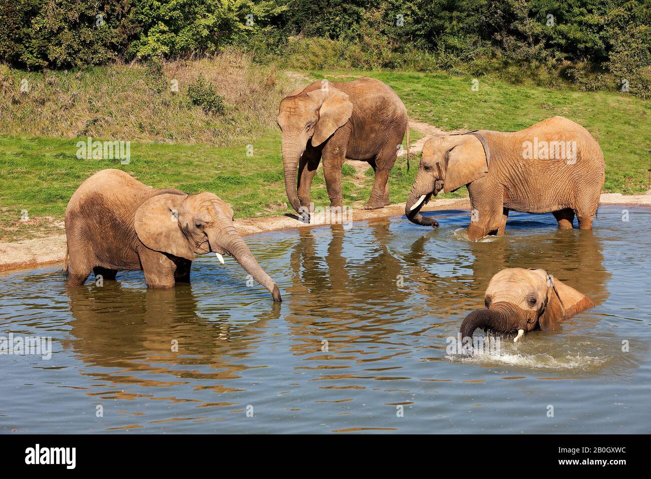 Arican Elephant, loxodonta africana, Group having Bath, Beauval Zoo in France Stock Photo