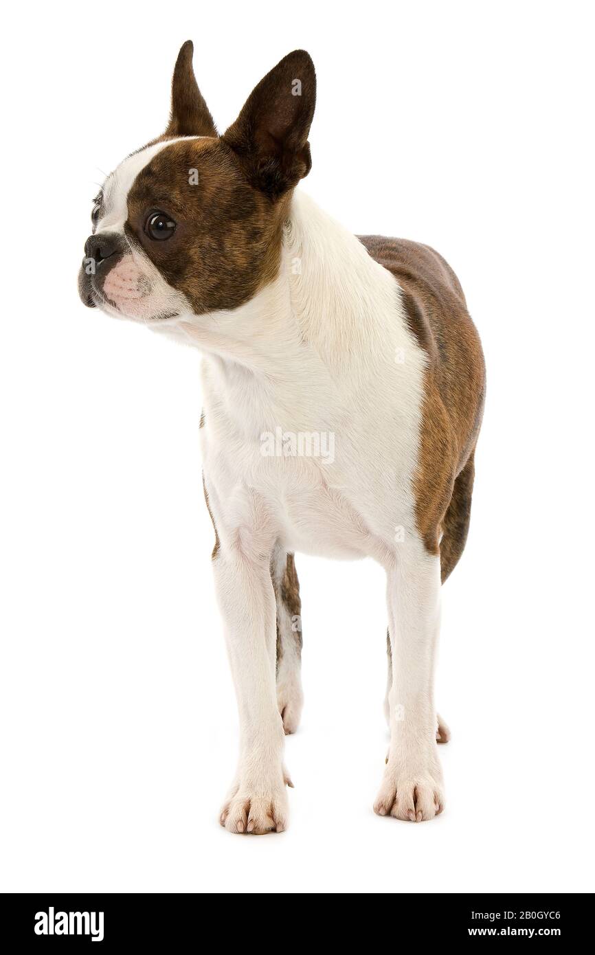 Boston Terrier, Dog standing against white Background Stock Photo - Alamy