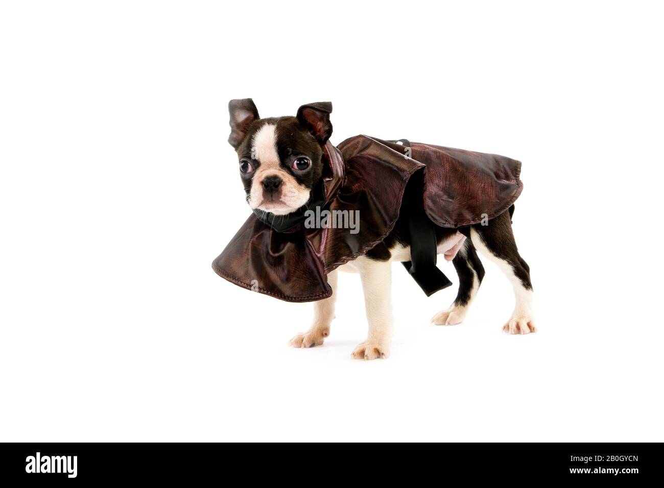 Boston terrier baby Cut Out Stock 