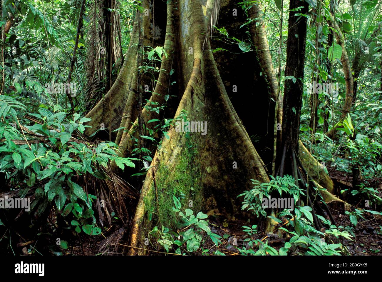 Palm forest amazon hi-res stock photography and images - Alamy