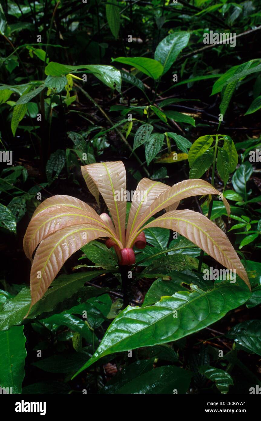 Amazon basin plant hires stock photography and images Alamy
