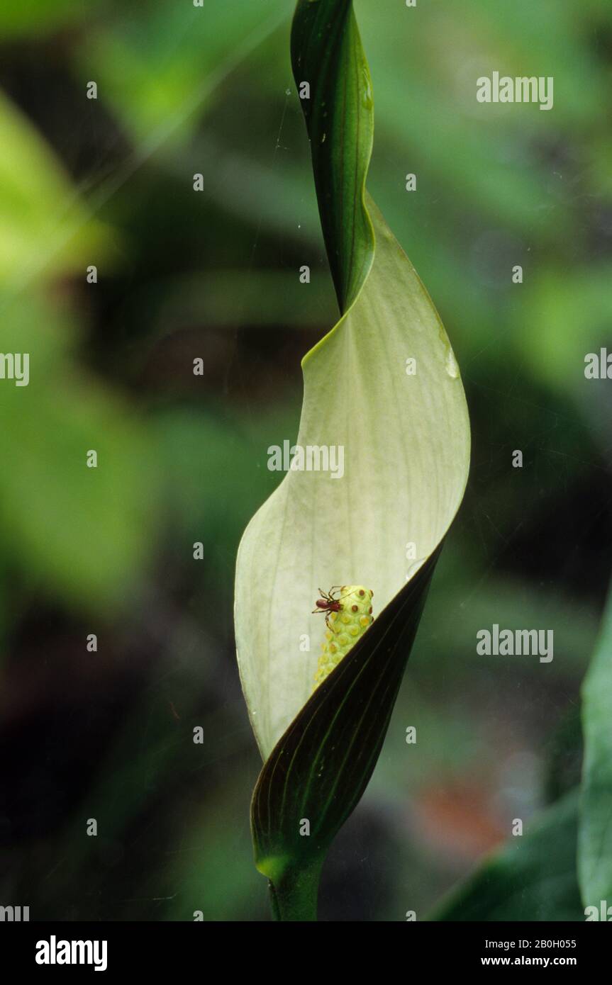 Philodendron forest hi-res stock photography and images - Alamy