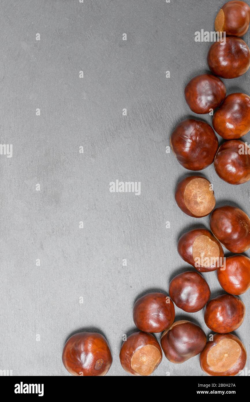 Empty Conker Shell Empty conker shell hi-res stock photography and images - Alamy