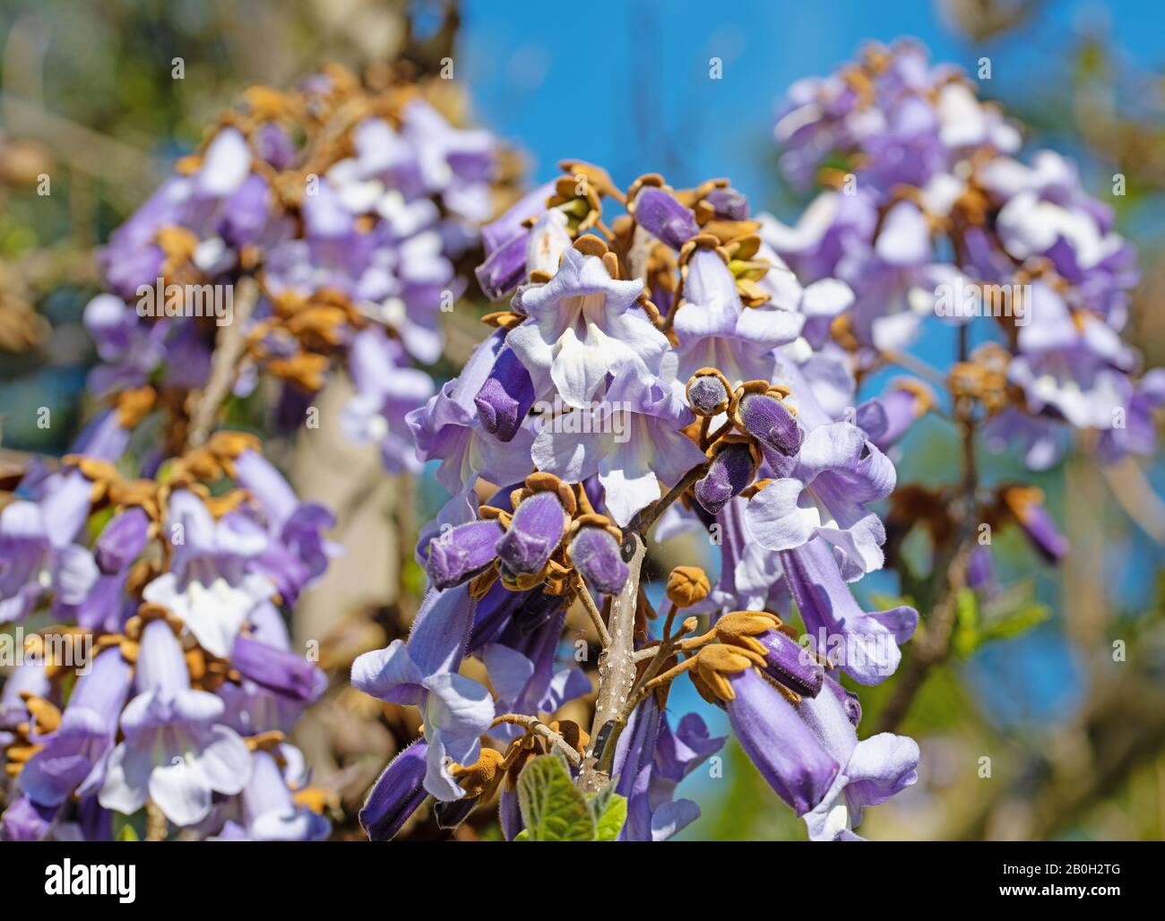Paulownia tomentosa trees in flower, spring blossom Stock Photo - Alamy