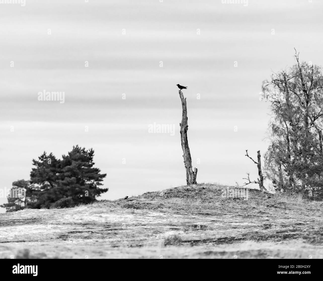 Bird perch on a tree Black and White Stock Photos & Images - Alamy