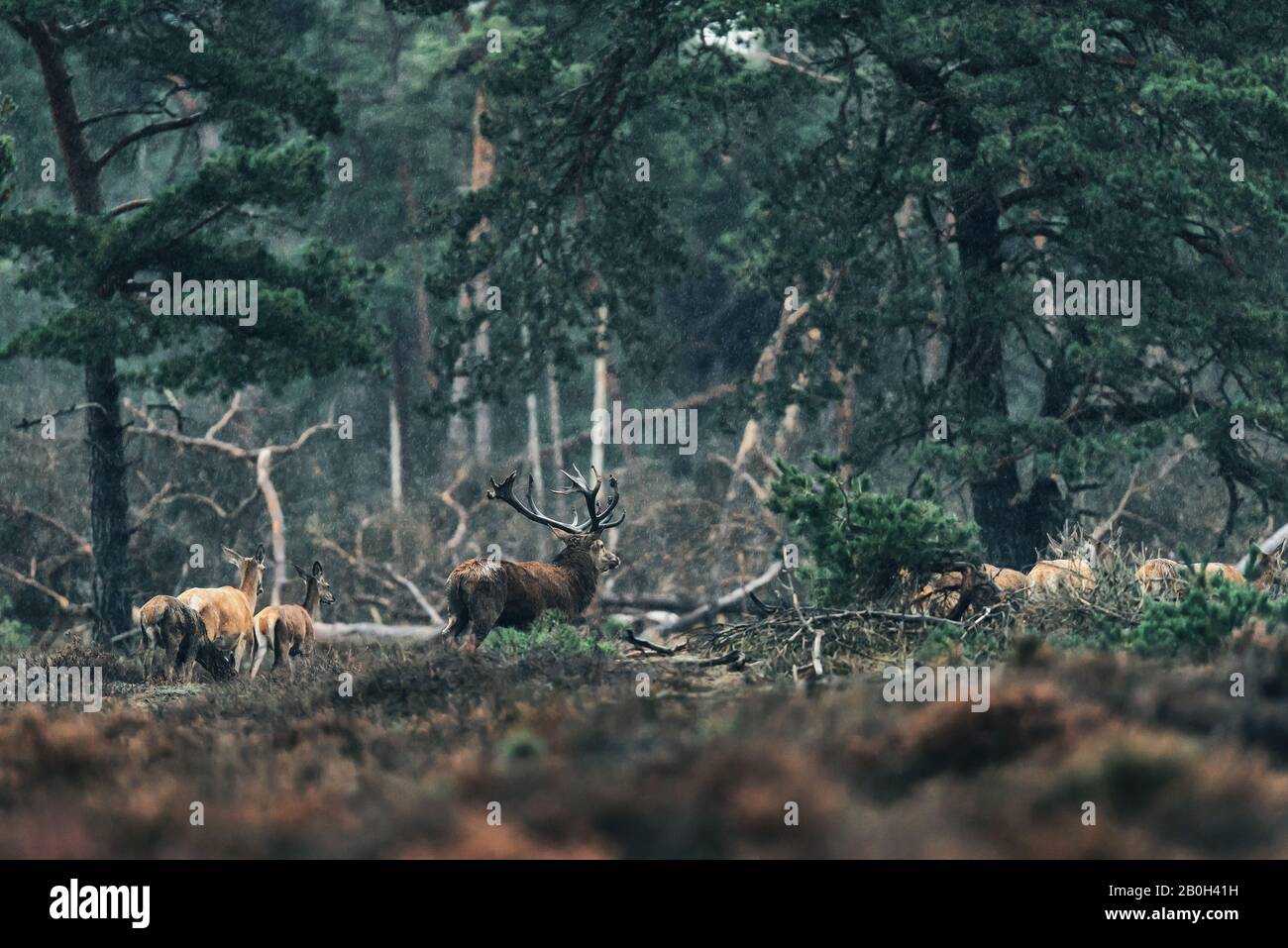 Red deer stag and group of females in rain Stock Photo Alamy