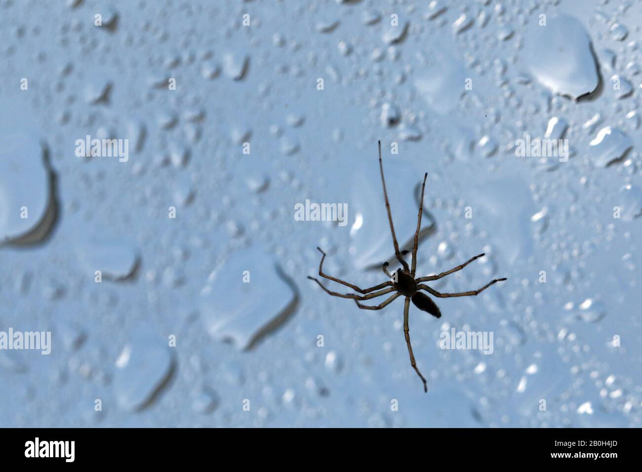 View Of A Spider Web At A Side Angle - Spider Web With Colored