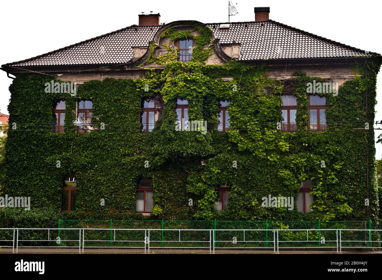 villa covered with ivy leaves Stock Photo