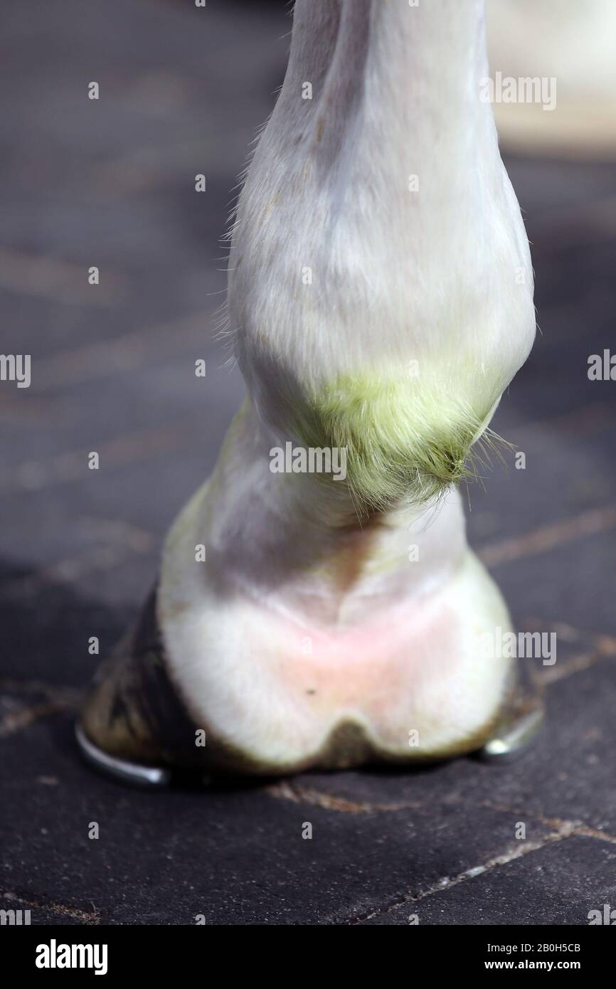 03.07.2019, Hamburg, Hamburg, Germany - Shackle head of a horse is green from touching grass while galloping. 00S190703D398CAROEX.JPG [MODEL RELEASE: Stock Photo