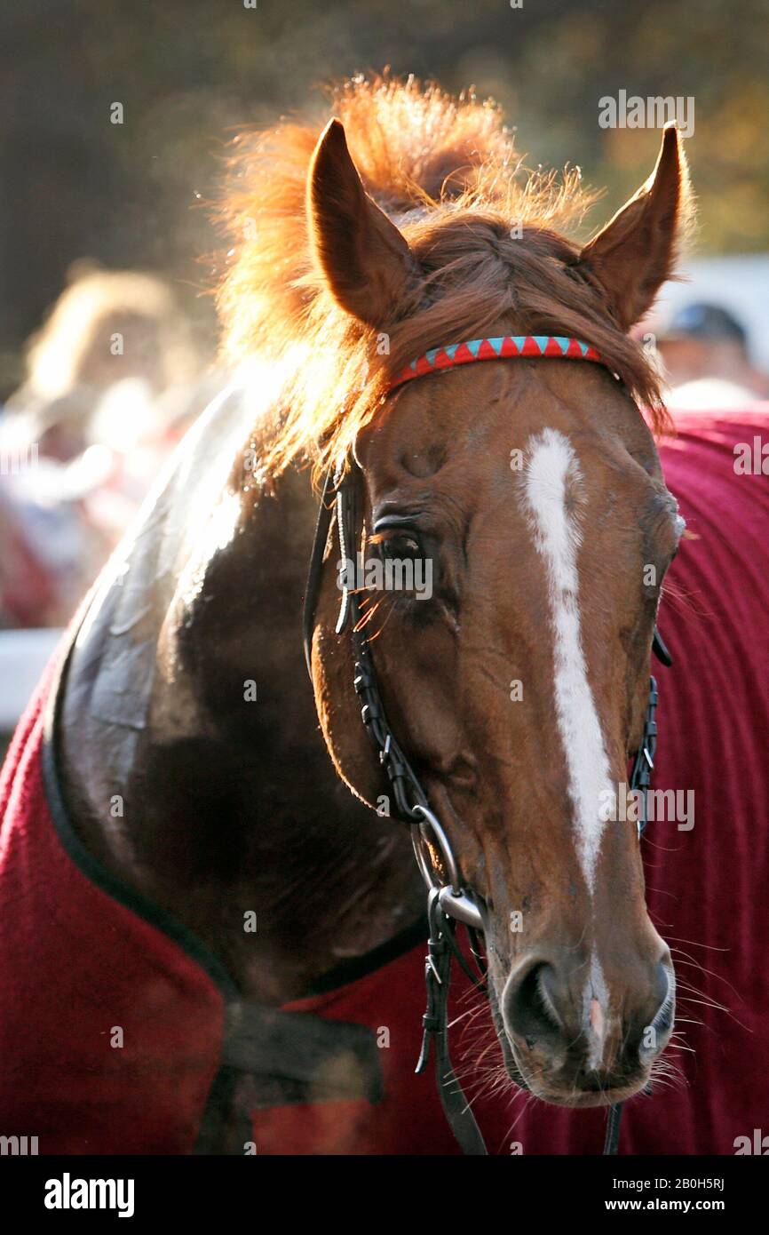 31.10.2019, Halle (Saale), SaxonyAnhalt, Germany sweaty horse wears