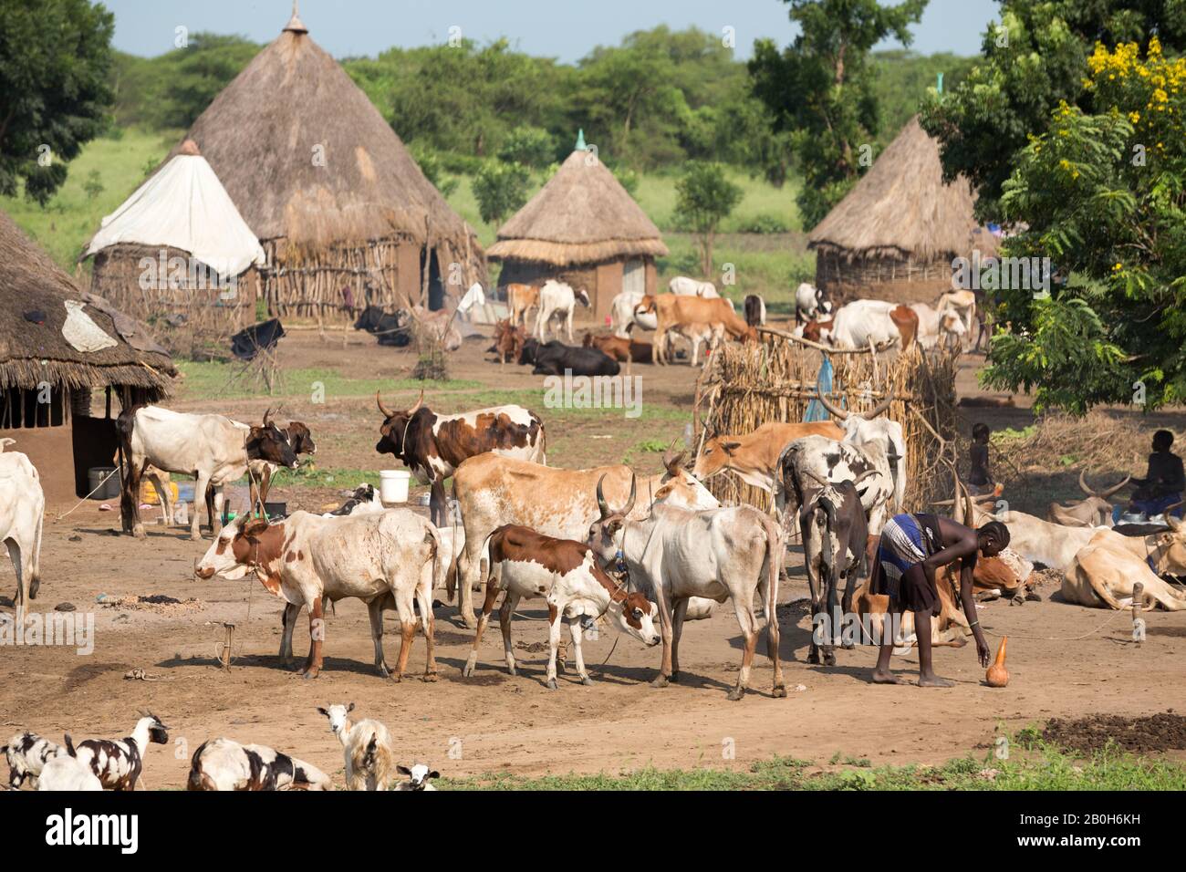 31.10.2019, Belinkum, Gambela, Ethiopia - Cattle breeder of the Ethiopian ethnic group Nuer. In a traditional village a herd of cattle stands between Stock Photo