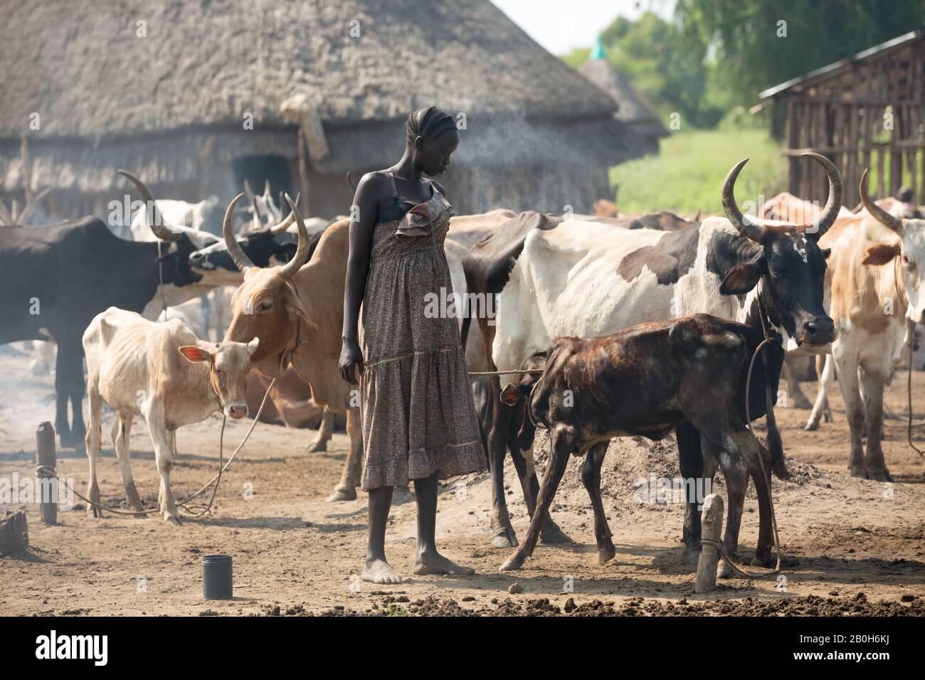 31.10.2019, Belinkum, Gambela, Ethiopia - Cattle breeder of the Ethiopian ethnic group Nuer. In a traditional village a herd of cattle stands between Stock Photo