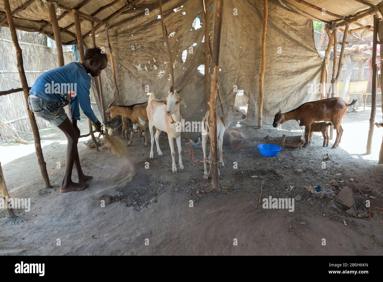 30.10.2019, Opanya, Gambela, Ethiopia - A boy sweeps out a goat pen with brushwood. Microfinance projects of the Development and Social Services Commi Stock Photo