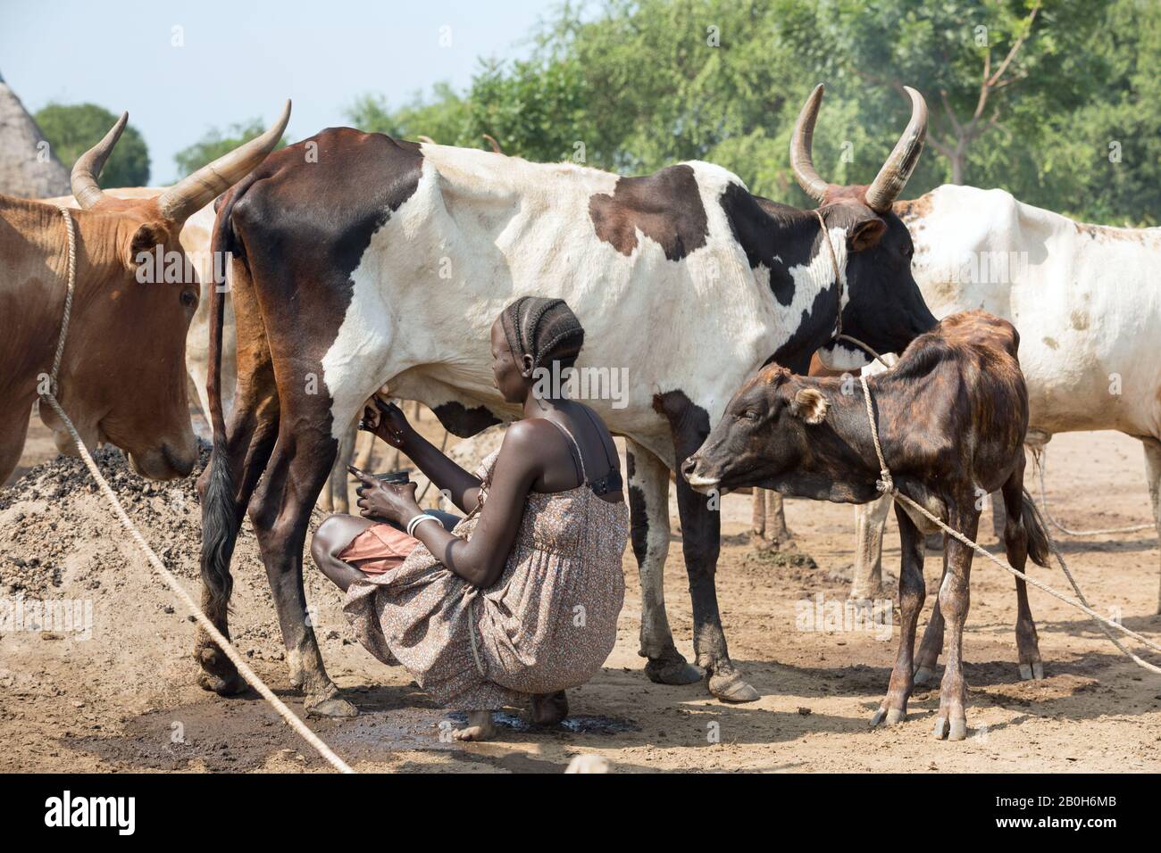 31.10.2019, Belinkum, Gambela, Ethiopia - Cattle breeder of the Ethiopian ethnic group Nuer. A woman is milking an African cow. Project documentation Stock Photo