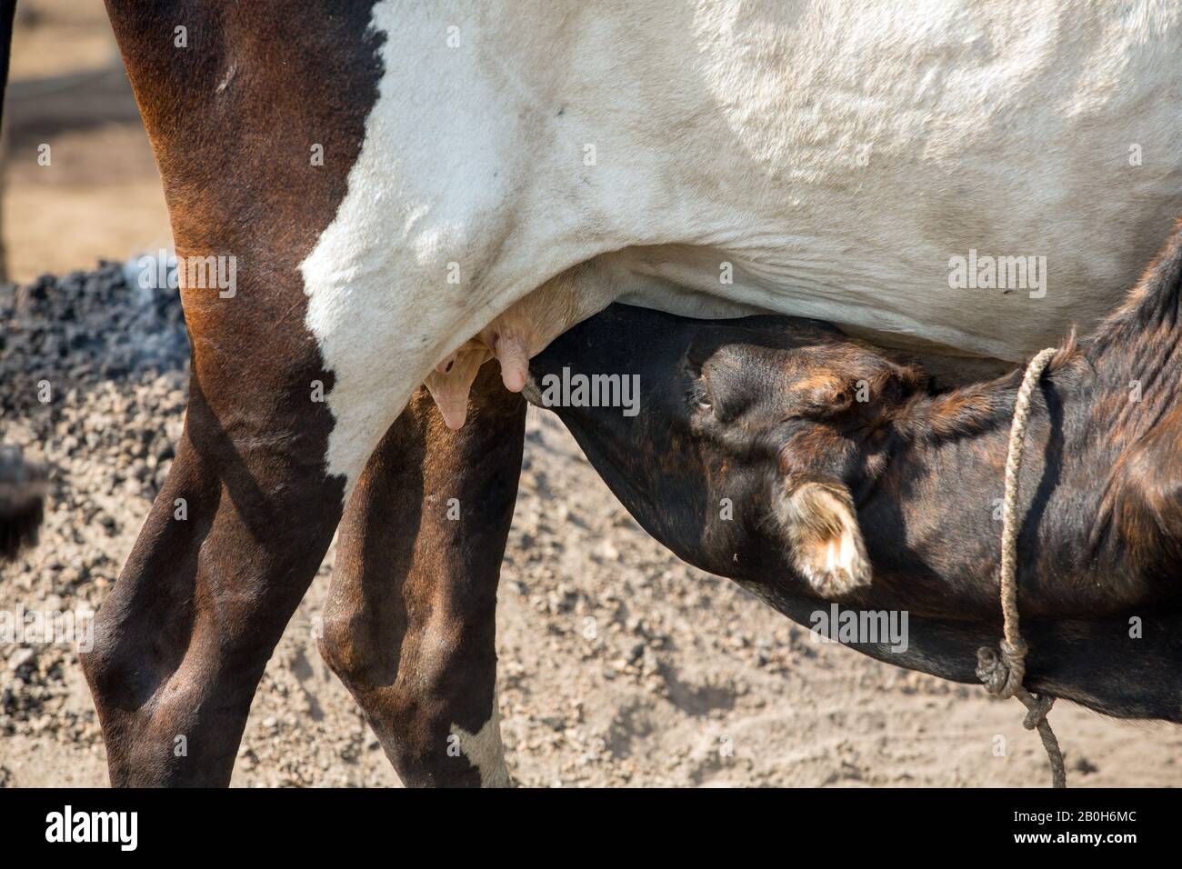 31.10.2019, Belinkum, Gambela, Ethiopia - Calf suckles on the udder of a cow. Cattle breeder of the Ethiopian ethnic group Nuer. Project documentation Stock Photo