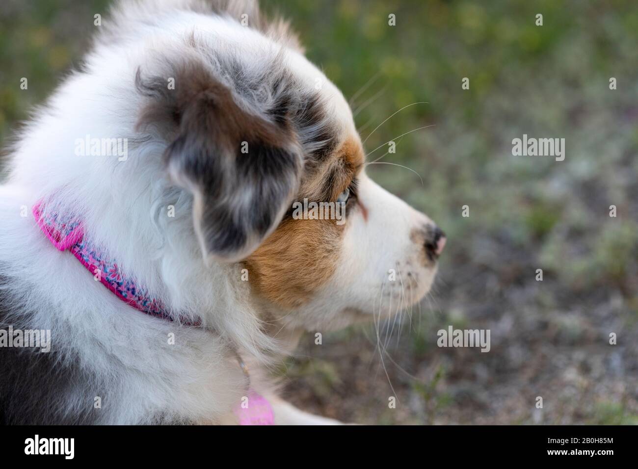 Australian Shepherd Puppy profile with copy space. Stock Photo