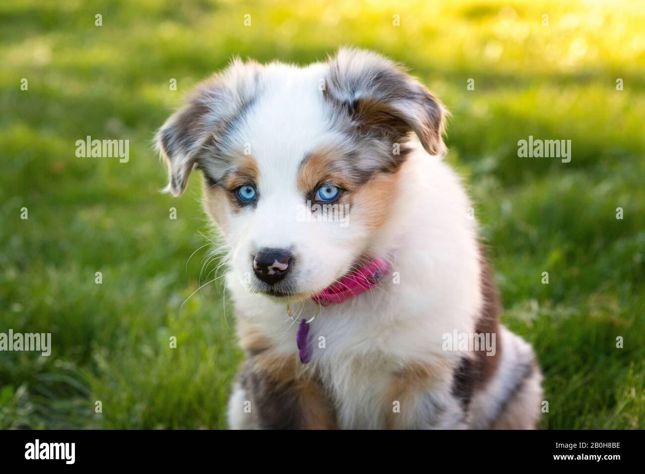 Australian Shepherd Puppy with blue eyes, on sunny lawn. Stock Photo