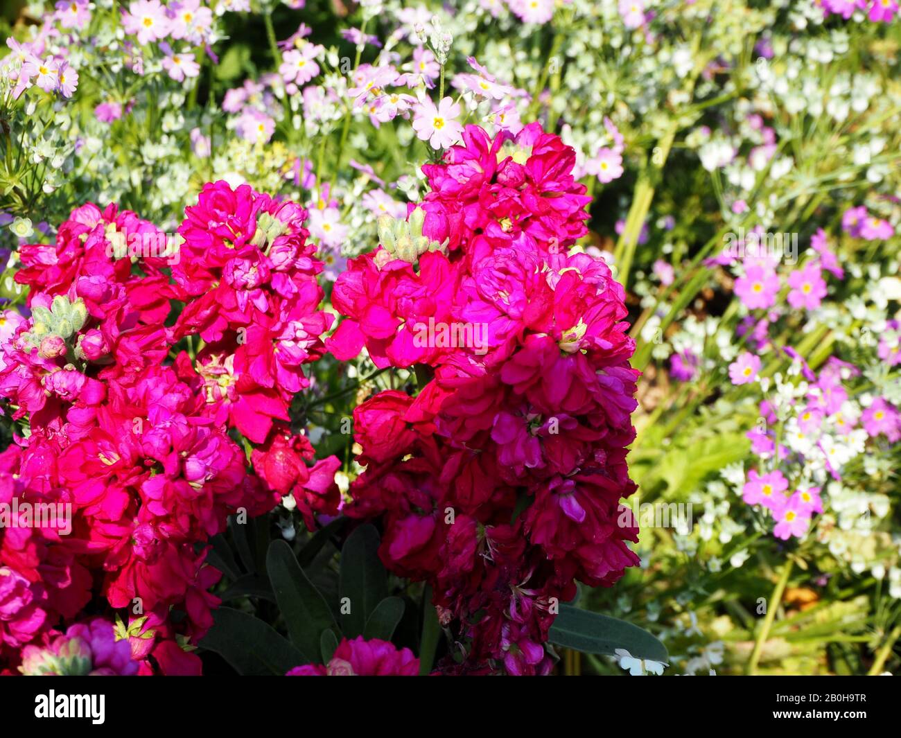 Sydney city skyline flowers hi-res stock photography and images - Alamy