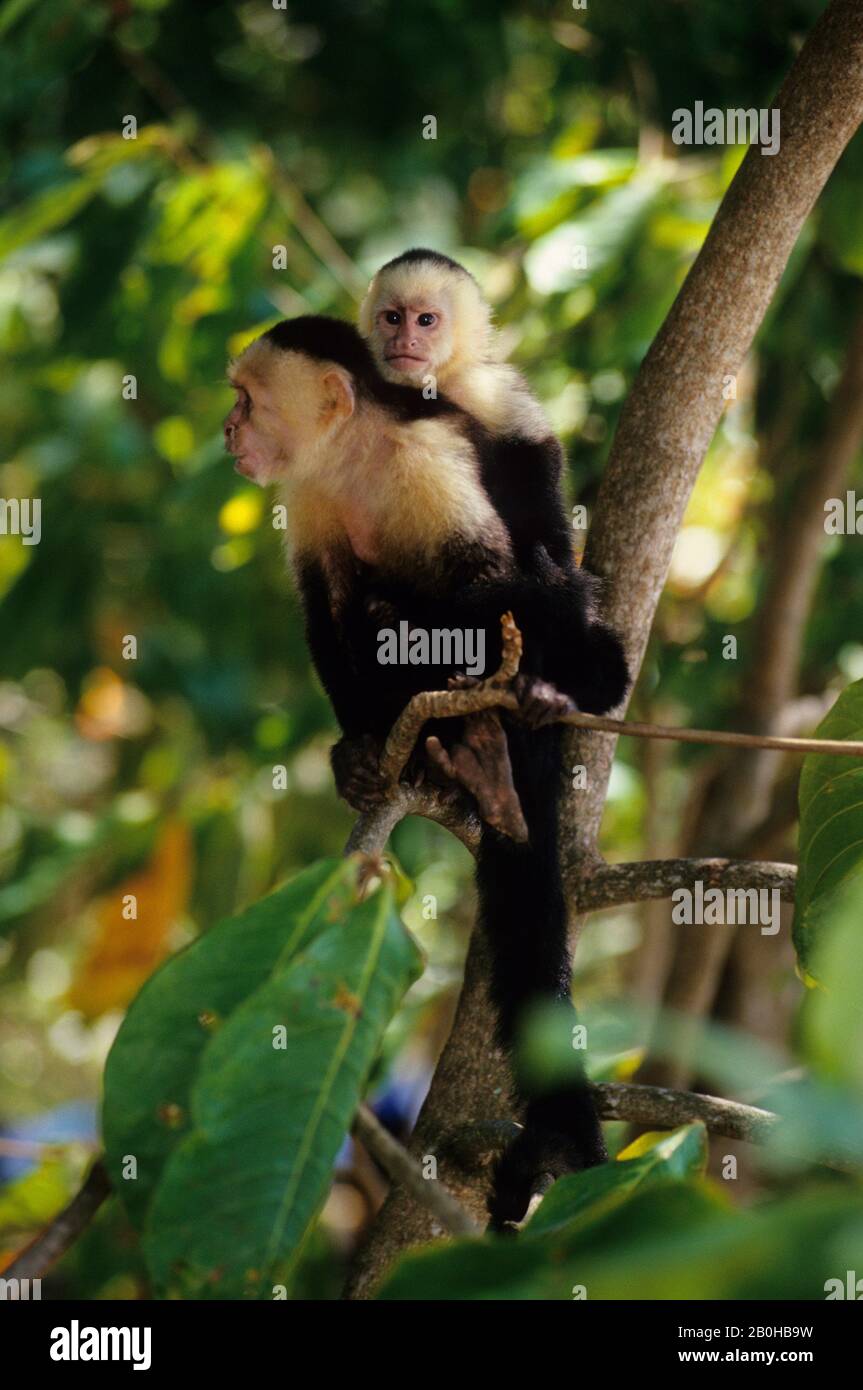 Monkey on back hi-res stock photography and images - Alamy