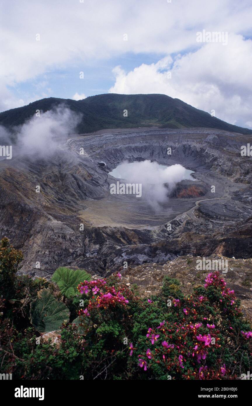 COSTA RICA, STEAM RISING OUT OF ACTIVE CRATER IN POAS VOLCANO (CALDERA), ESCOLONIA FLOWERS (Melastoma taceae) Stock Photo