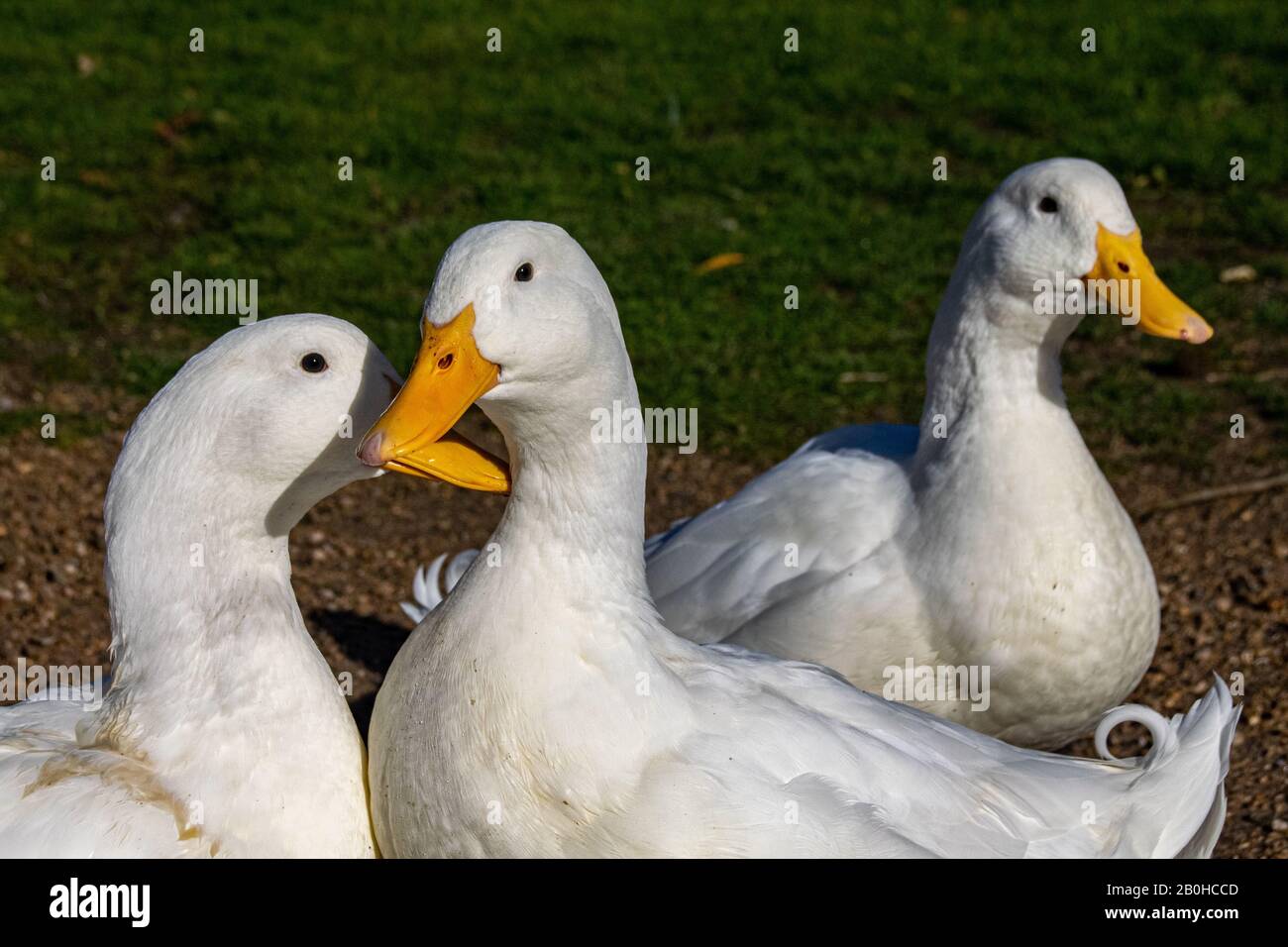 White pekin ducks Stock Photo Alamy