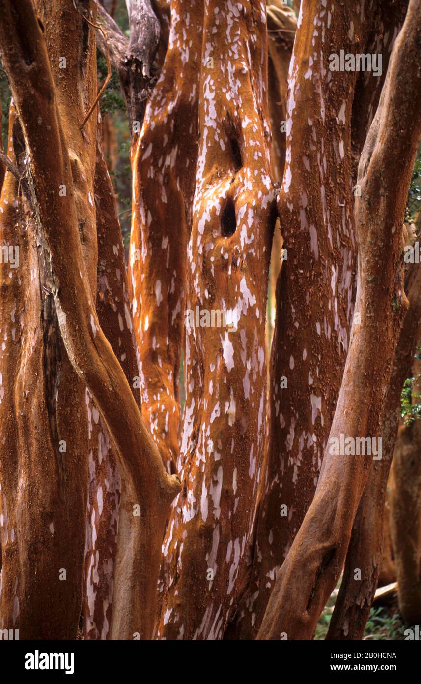 Arrayanes hi-res stock photography and images - Alamy