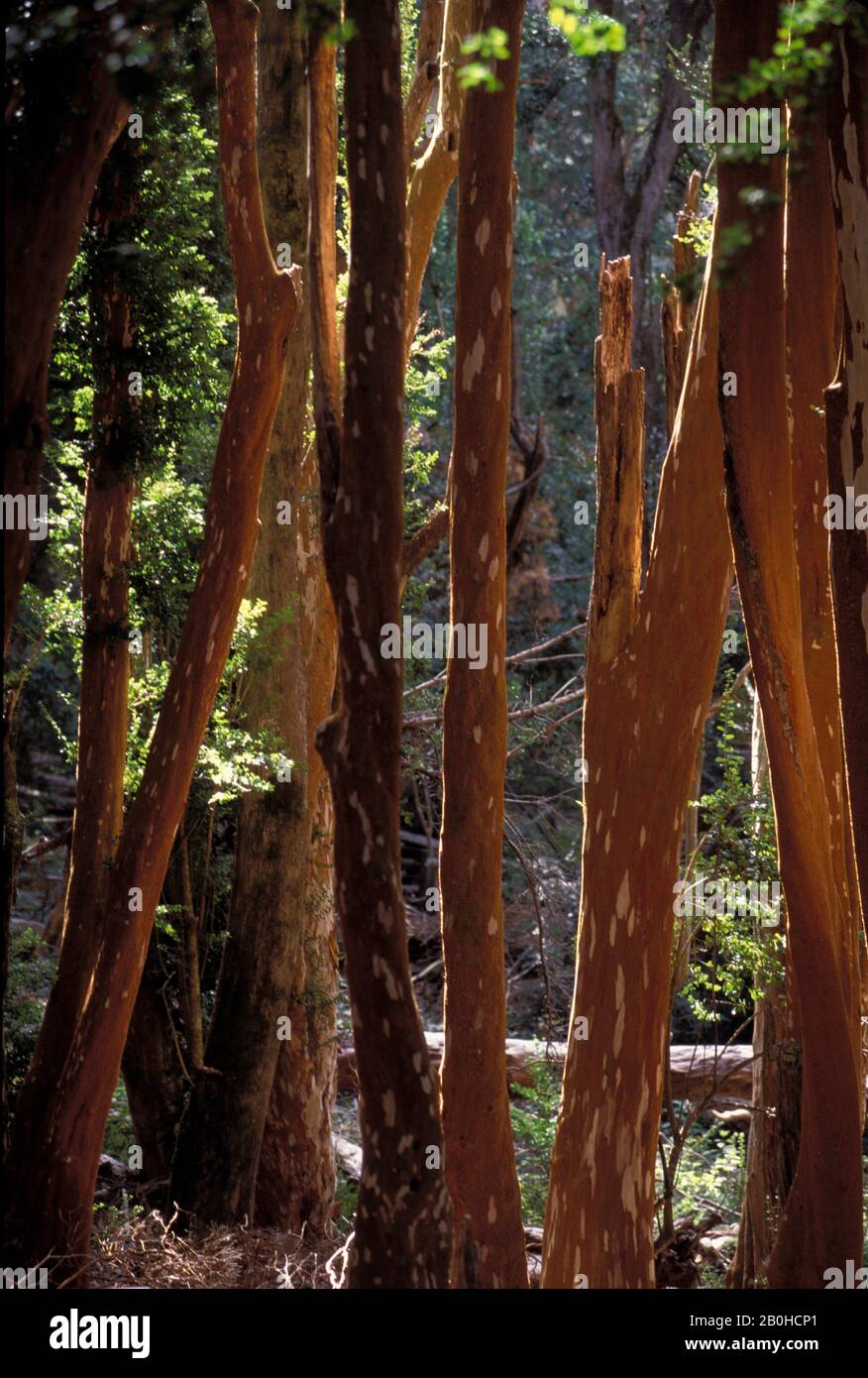 Arrayanes hi-res stock photography and images - Alamy
