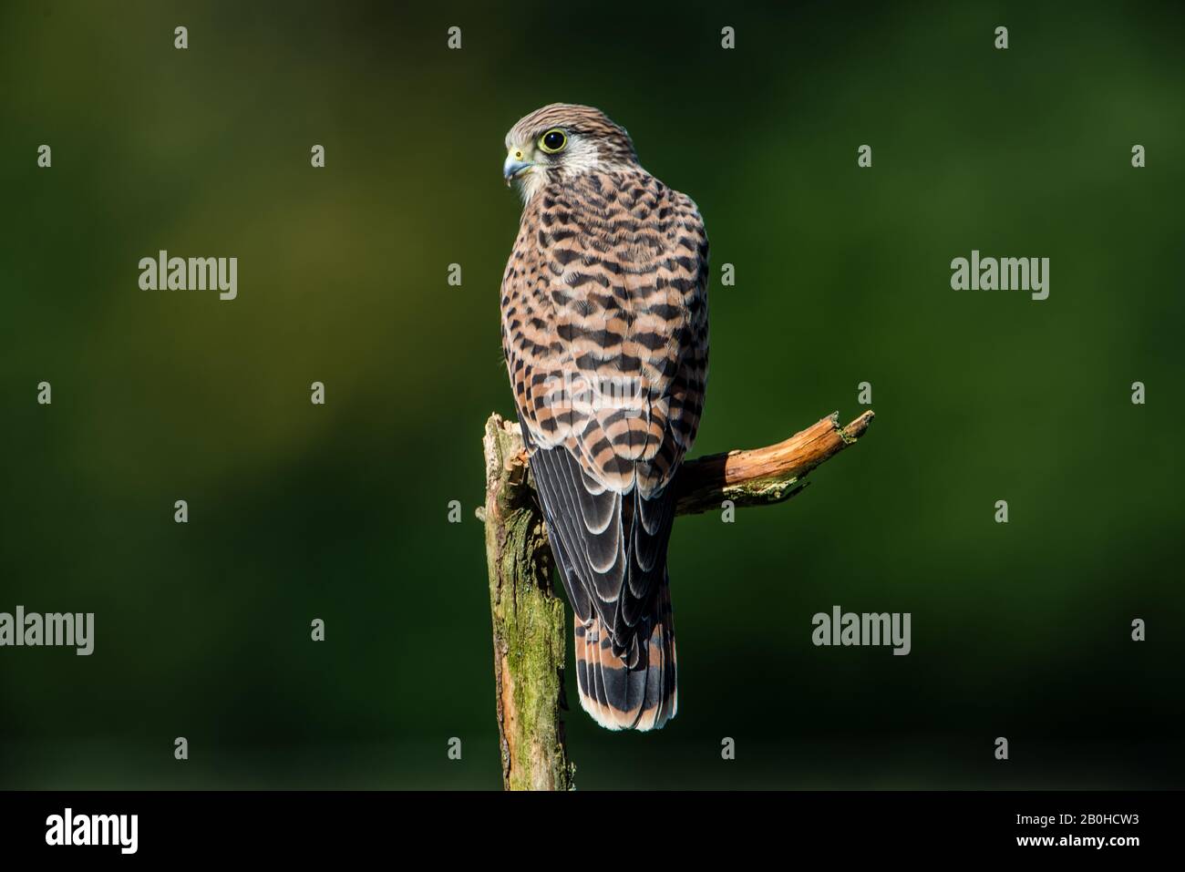 The hunting position for the young kestrel (Falco tinnunculus) with a nice green defocused background Stock Photo