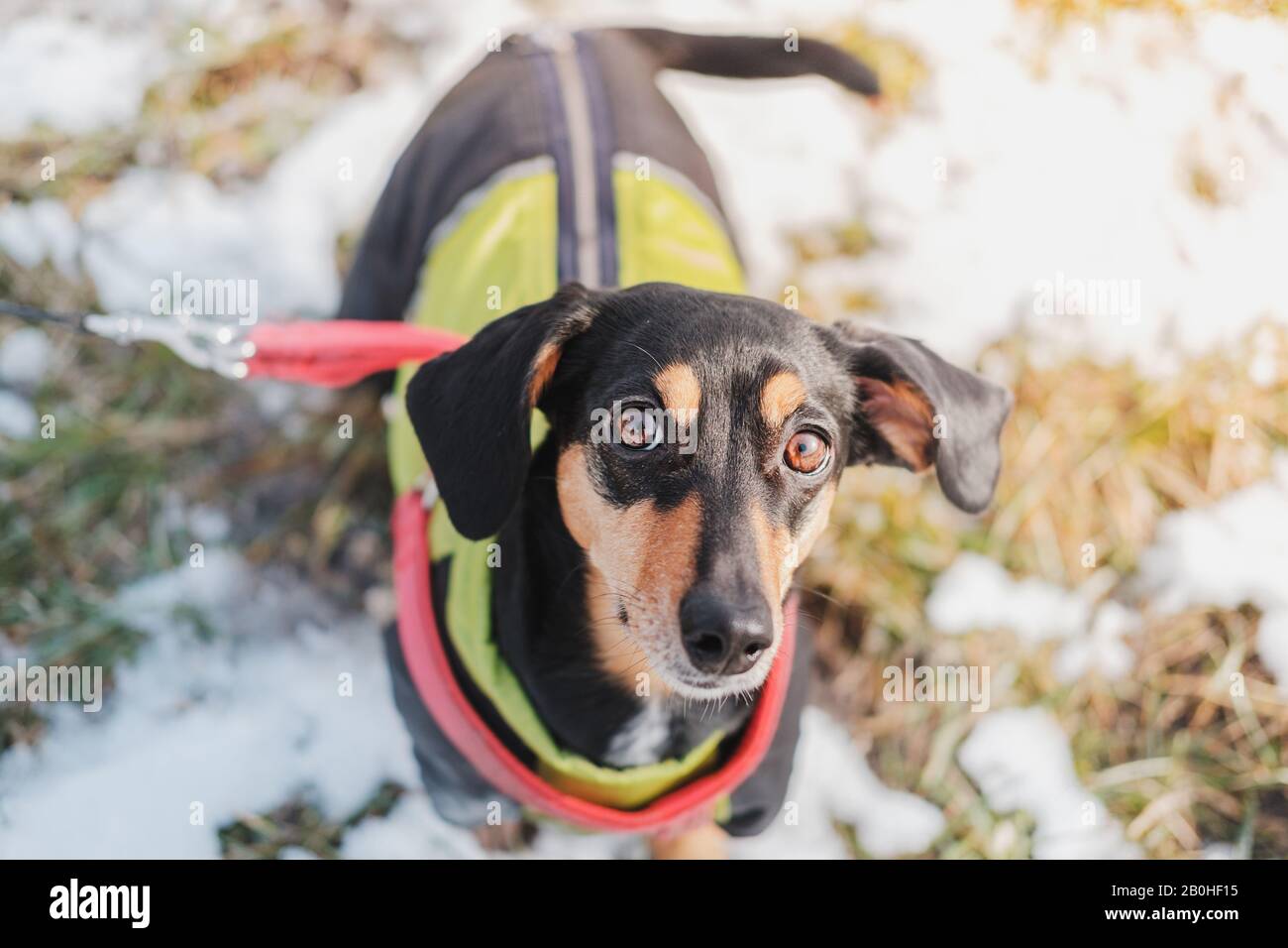 Portrait of a cute dachshund with large ears. Funny dog outdoors, cold season and sunny day Stock Photo