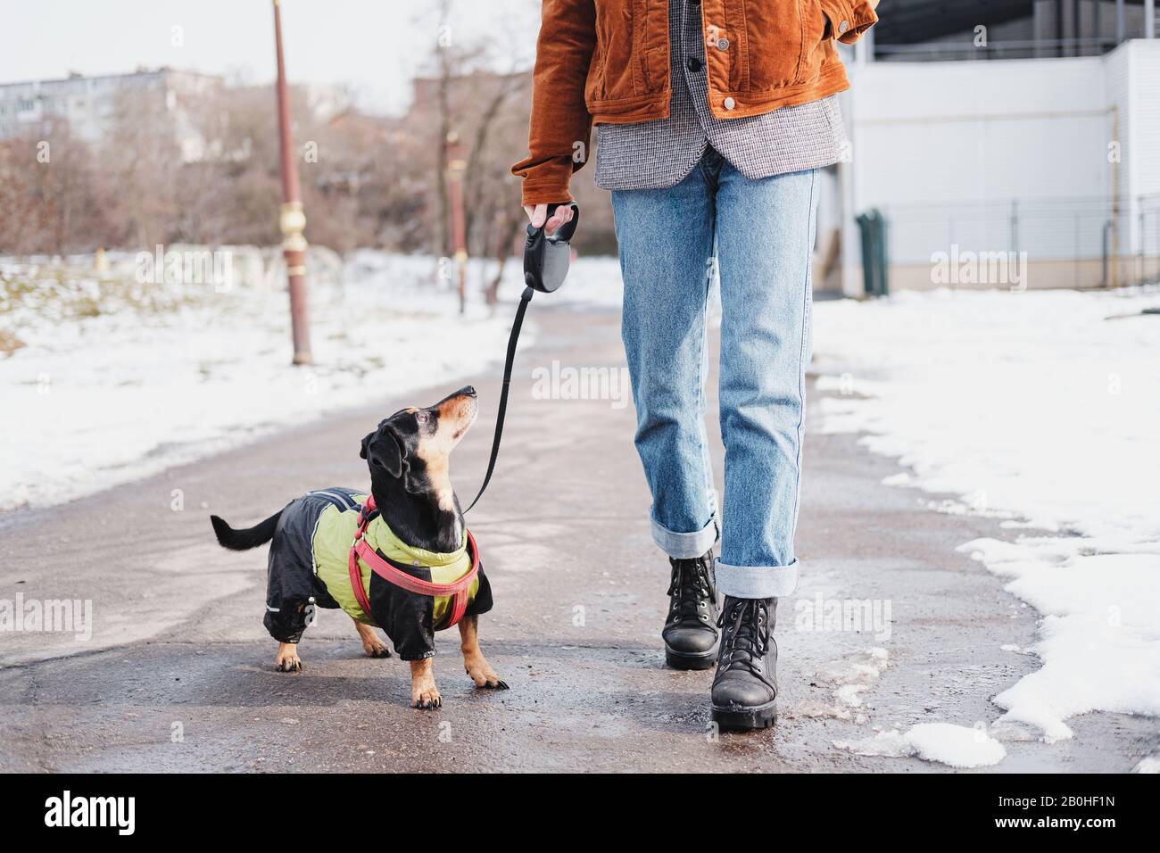 Dog enjoying a walk on a sunny winter day. Dachshund in winter clothes at a park on the leash Stock Photo