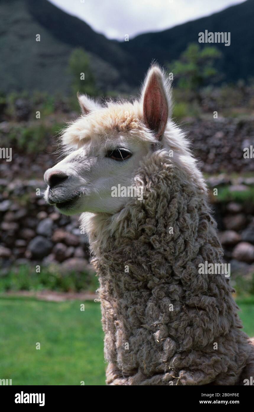 Llama up close hi-res stock photography and images - Alamy