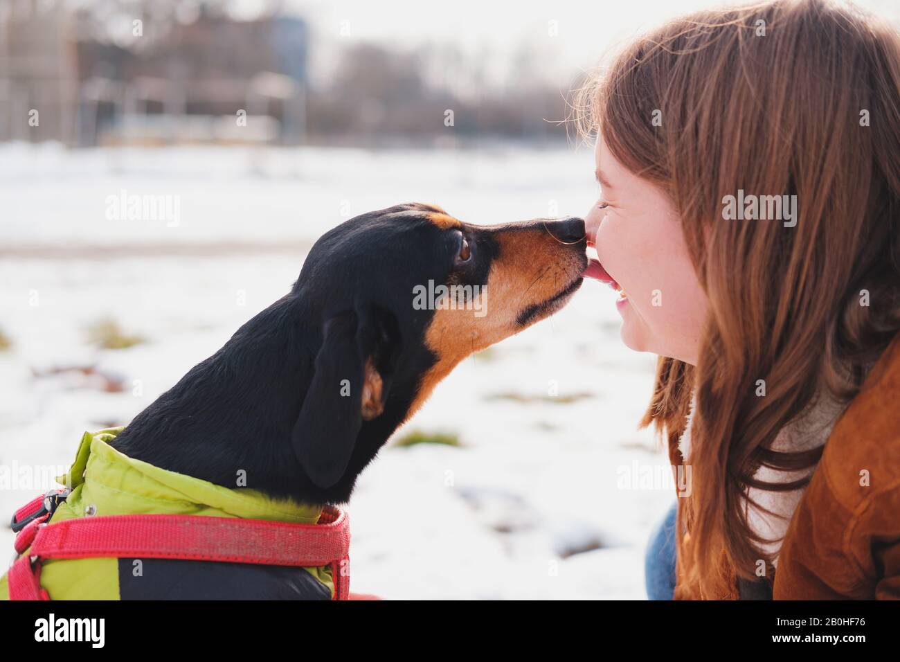 Lovely dachshund kissing her owner at a walk. Being happy with pets: dog licking a smiling young woman in the park Stock Photo