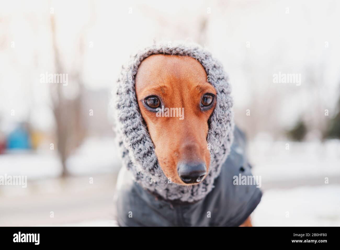 Funny dachshund portrait in a knit scarf. Dressing up dogs at cold season concept: a face of a puppy in warm wool clothes Stock Photo