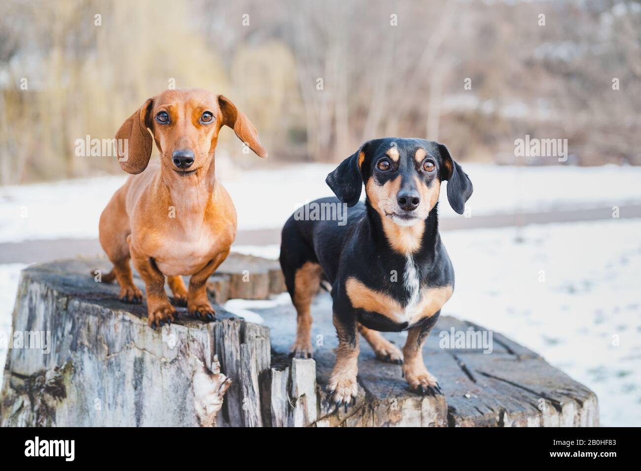 Two cute dachshund dogs outdoors. Portrait of lovely dogs at a park in cold winter season Stock Photo