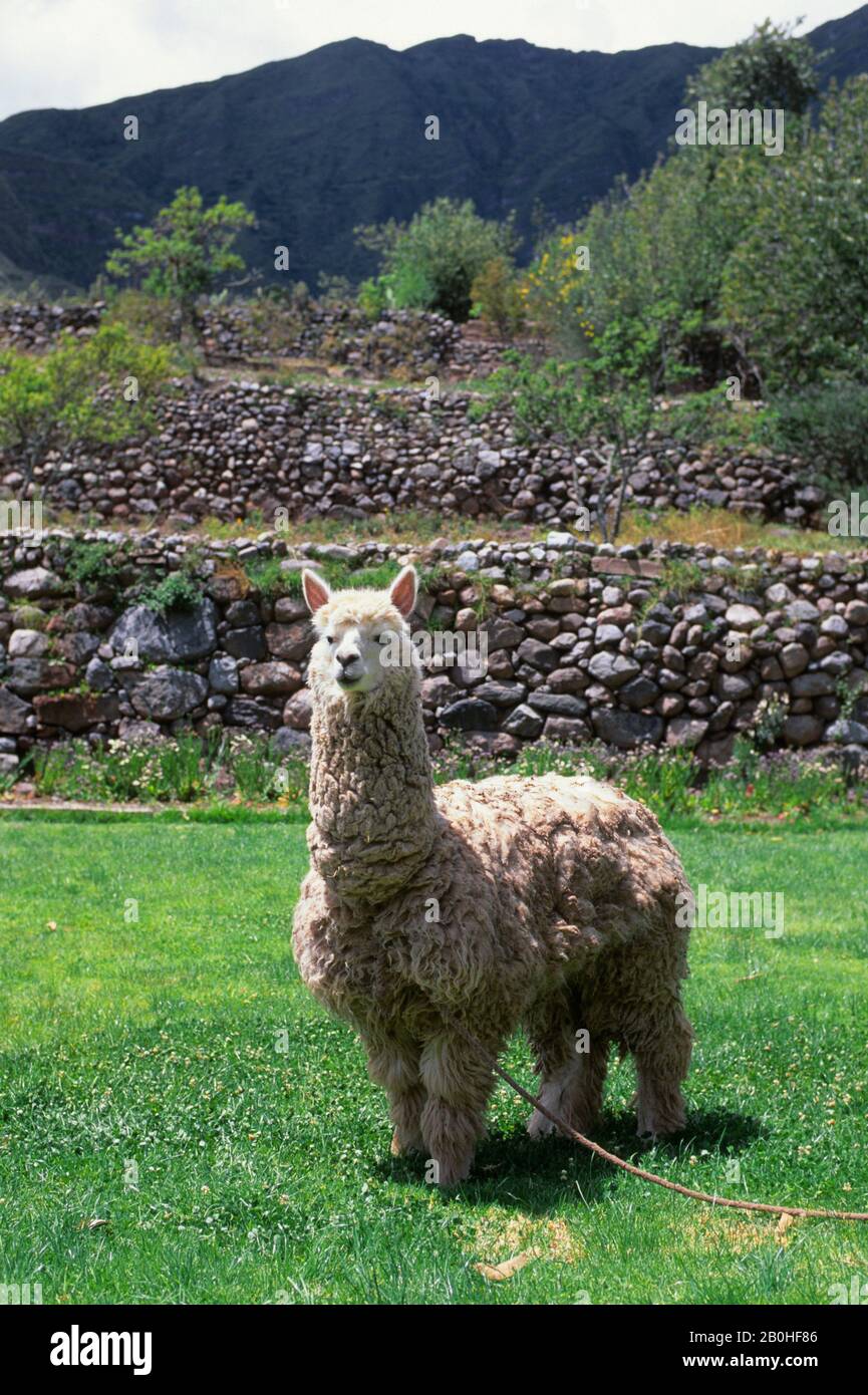 Peru sacred valley llama hi-res stock photography and images - Alamy