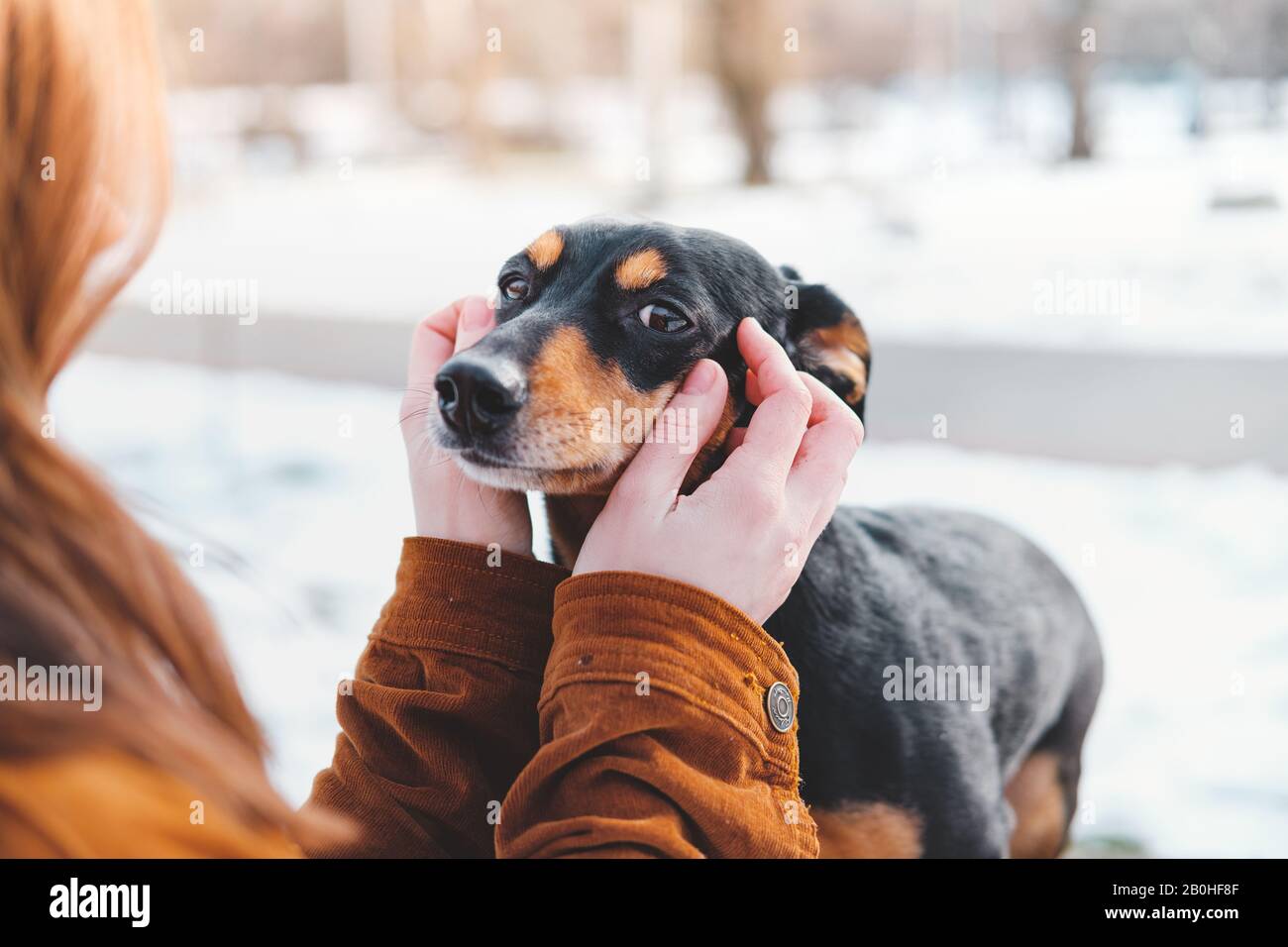 Woman holding a dachshund in her hands. Loving dogs concept: enjoying free time at a walk outdoors Stock Photo