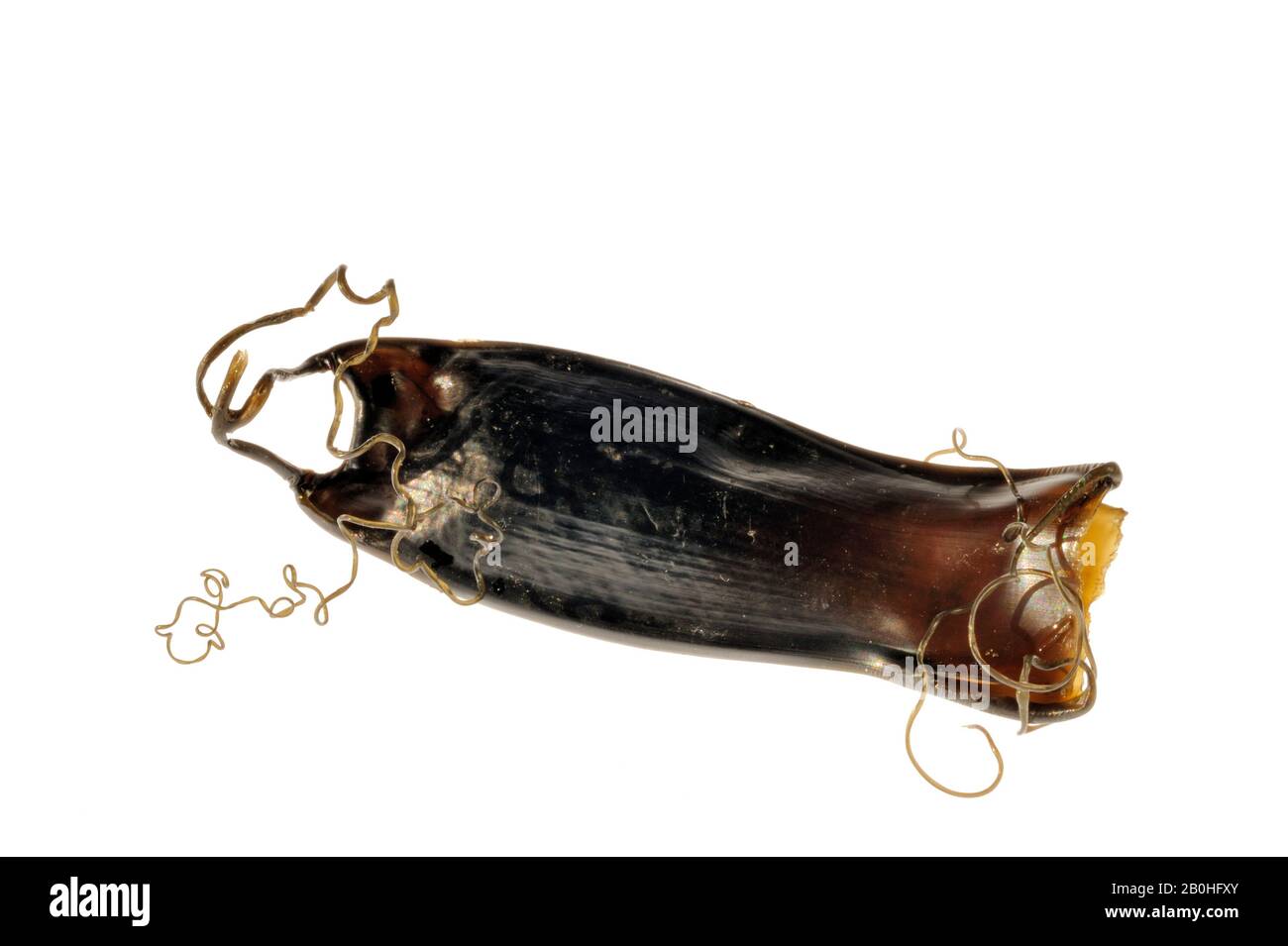 Egg case / mermaids purse of small-spotted catshark / lesser spotted  dogfish shark (Scyliorhinus canicula) against white background Stock Photo  - Alamy