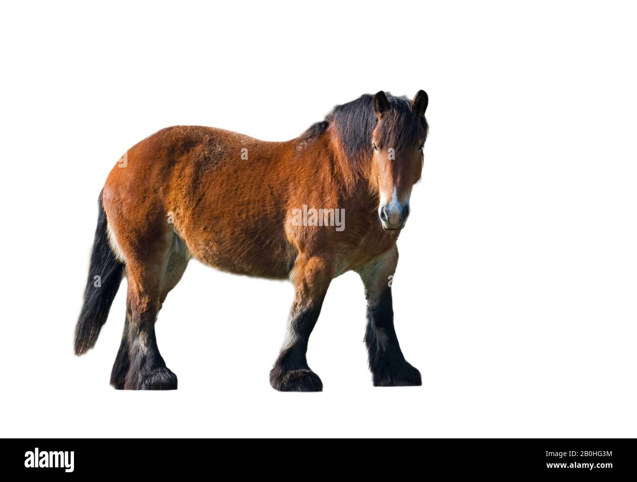 Ardennes draft / draught / cart horse (Equus caballus) against white background Stock Photo